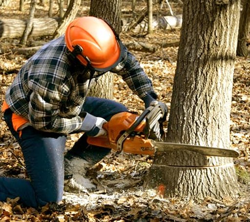 Tree Removal in Sangerville, ME